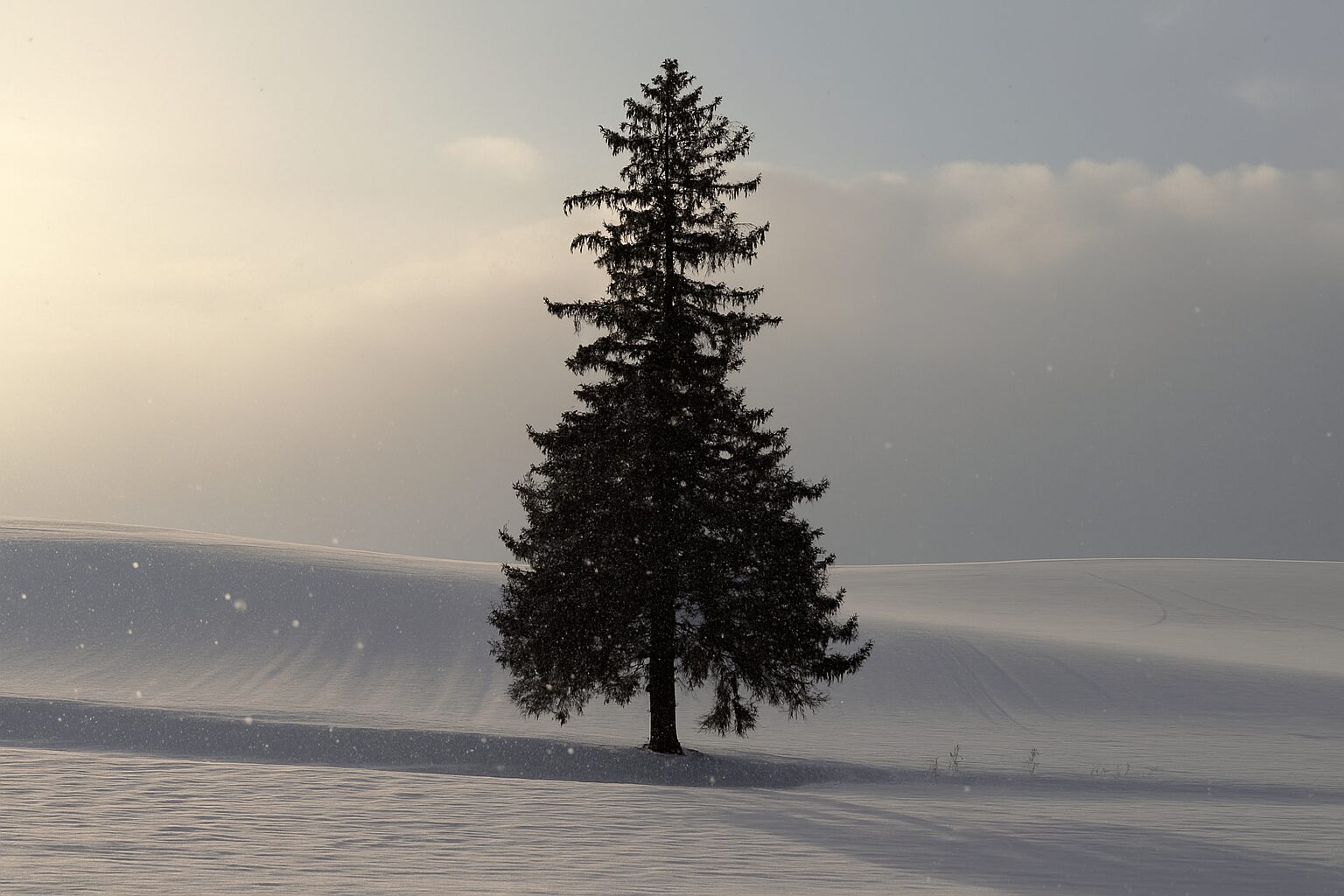 A solitary fir tree in Biei, Hokkaido, standing in a snow-covered field during gentle snowfall