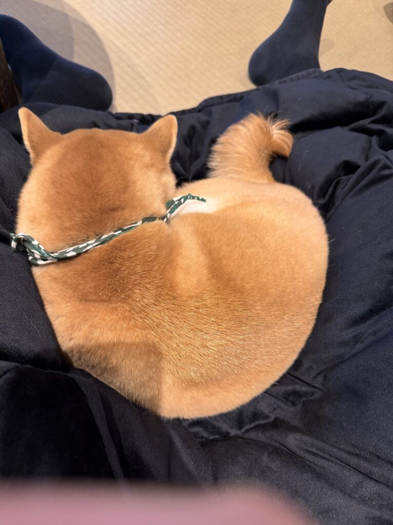 A close-up of a relaxed dog curled up on a person's lap.