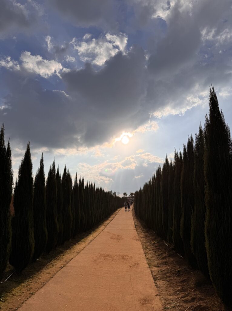 A pathway lined with tall trees leading towards the sun, with a few people walking down the path, under a cloudy sky with light shining through.