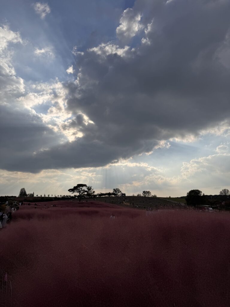 A scenic view of a field filled with pink grass, illuminated by sunlight breaking through the clouds, with people strolling around and enjoying the view.