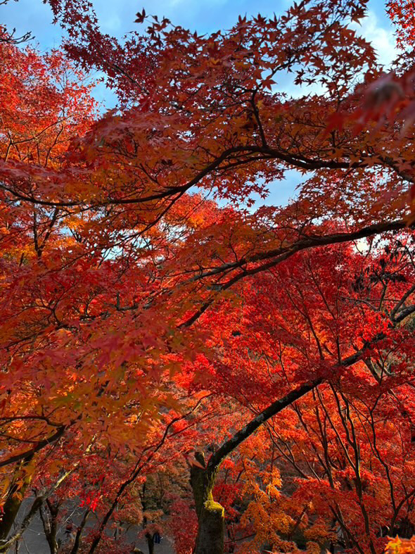 A close-up of vibrant red and orange autumn leaves on trees, capturing the beauty of the fall season in Kyoto, Japan.