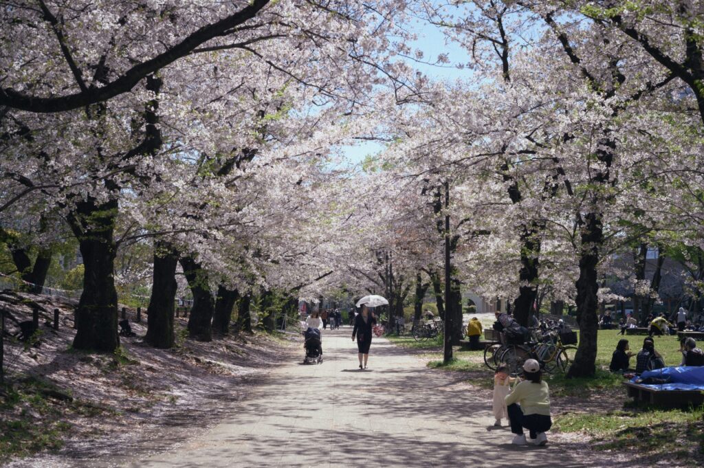 Ueno Park Pathway, Tokyo โ Sunlit trail lined with pale pink sakura, perfect for a leisurely walk.