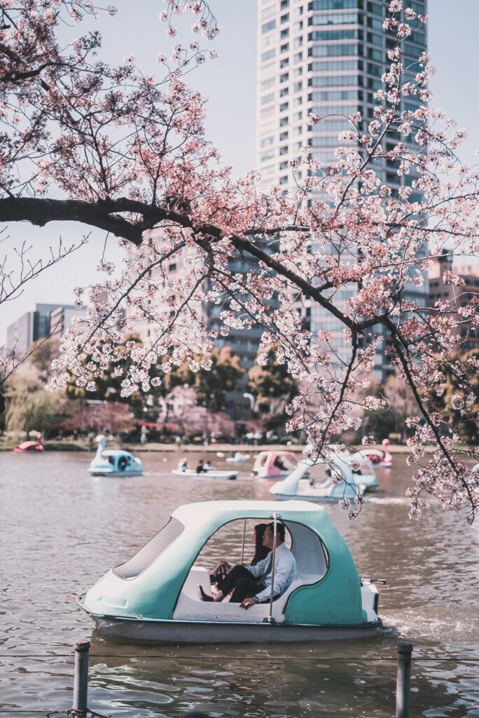 Shinobazu Pond, Ueno Park โ Delicate cherry blossoms frame swan boats drifting on calm spring waters.