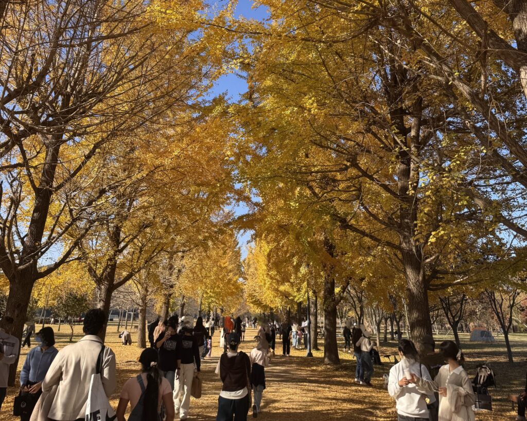 EN: "Golden ginkgo tree avenue at Gangcheon Island, full of autumn foliage and people walking below."  KR: "여주 강천섬의 은행나무 길, 황금빛 단풍 아래를 걷는 사람들의 풍경