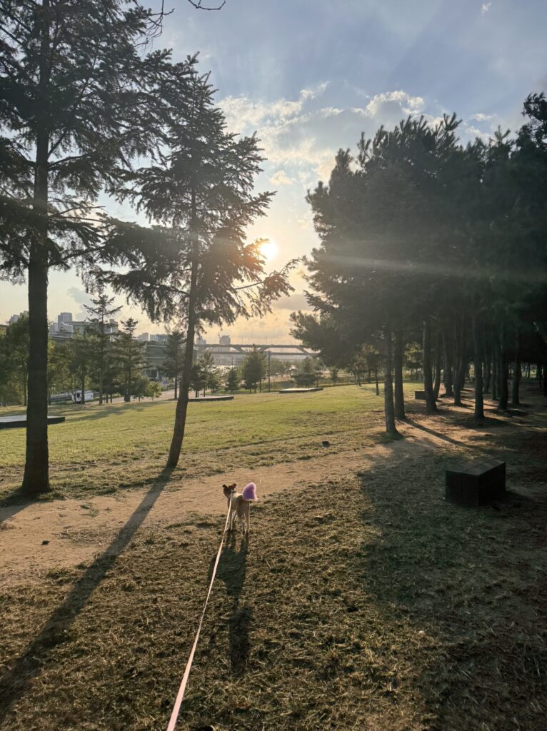 EN: Dog walking under sunset light at Ttukseom Park  KR: 뚝섬한강공원 노을 산책 강아지
