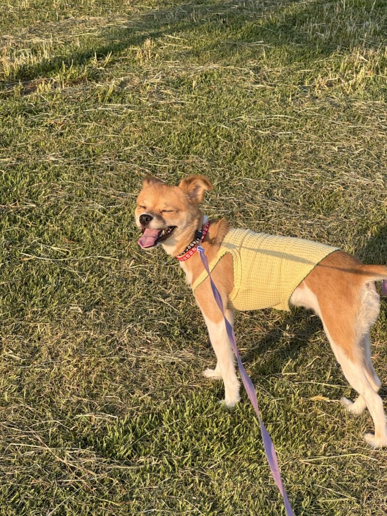 EN: Smiling dog on the summer grass  KR: 여름 잔디밭 위의 웃는 강아지