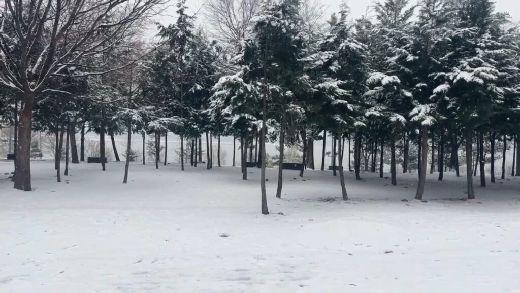 EN: Snow-covered trees at Ttukseom Hangang Park  KR: 뚝섬한강공원 설경 나무길