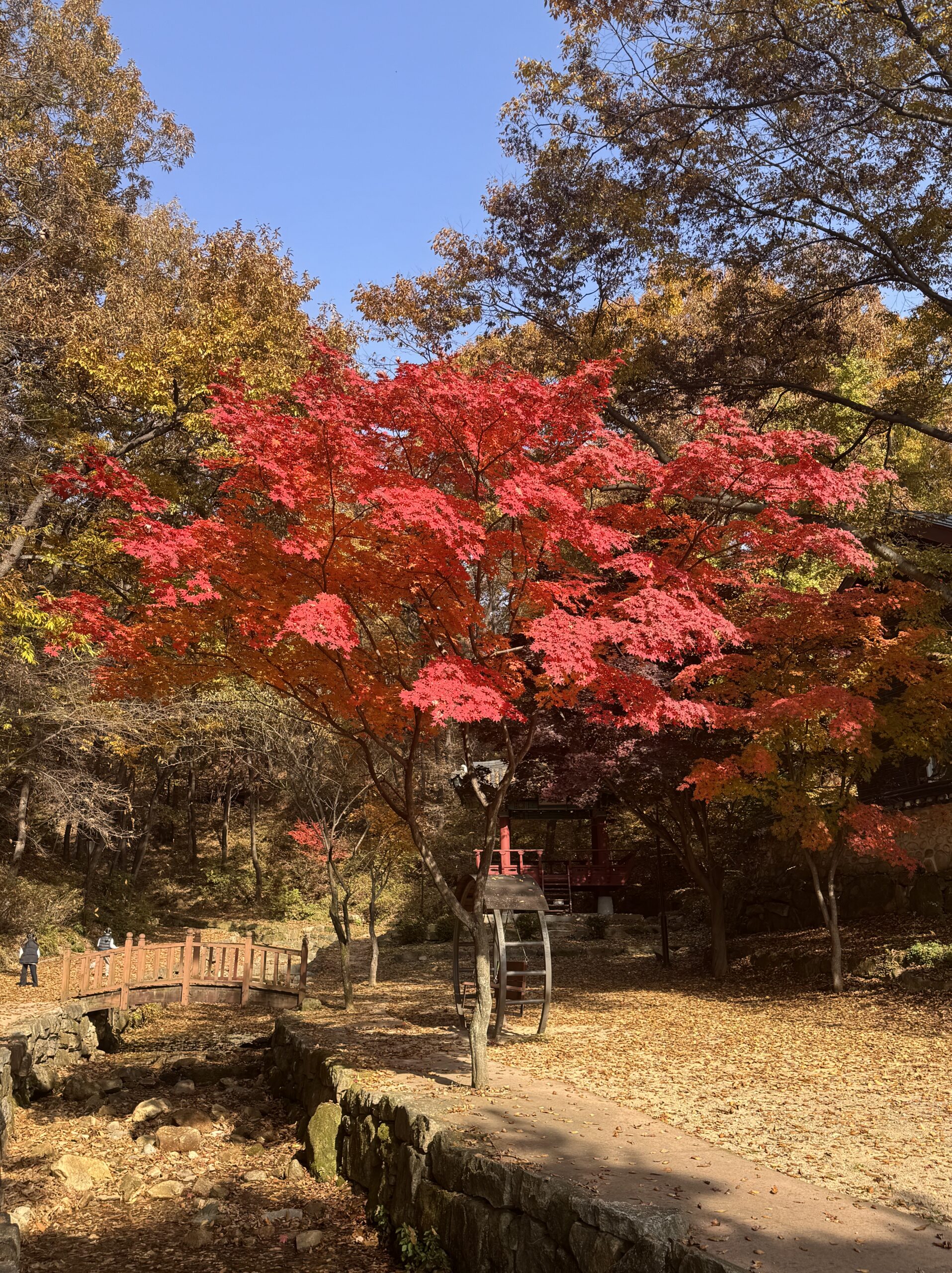EN: A vivid red maple tree glowing under the autumn sun in a peaceful park. KR: 가을 햇살 아래 붉게 물든 단풍나무가 고요한 공원에 서 있는 모습.