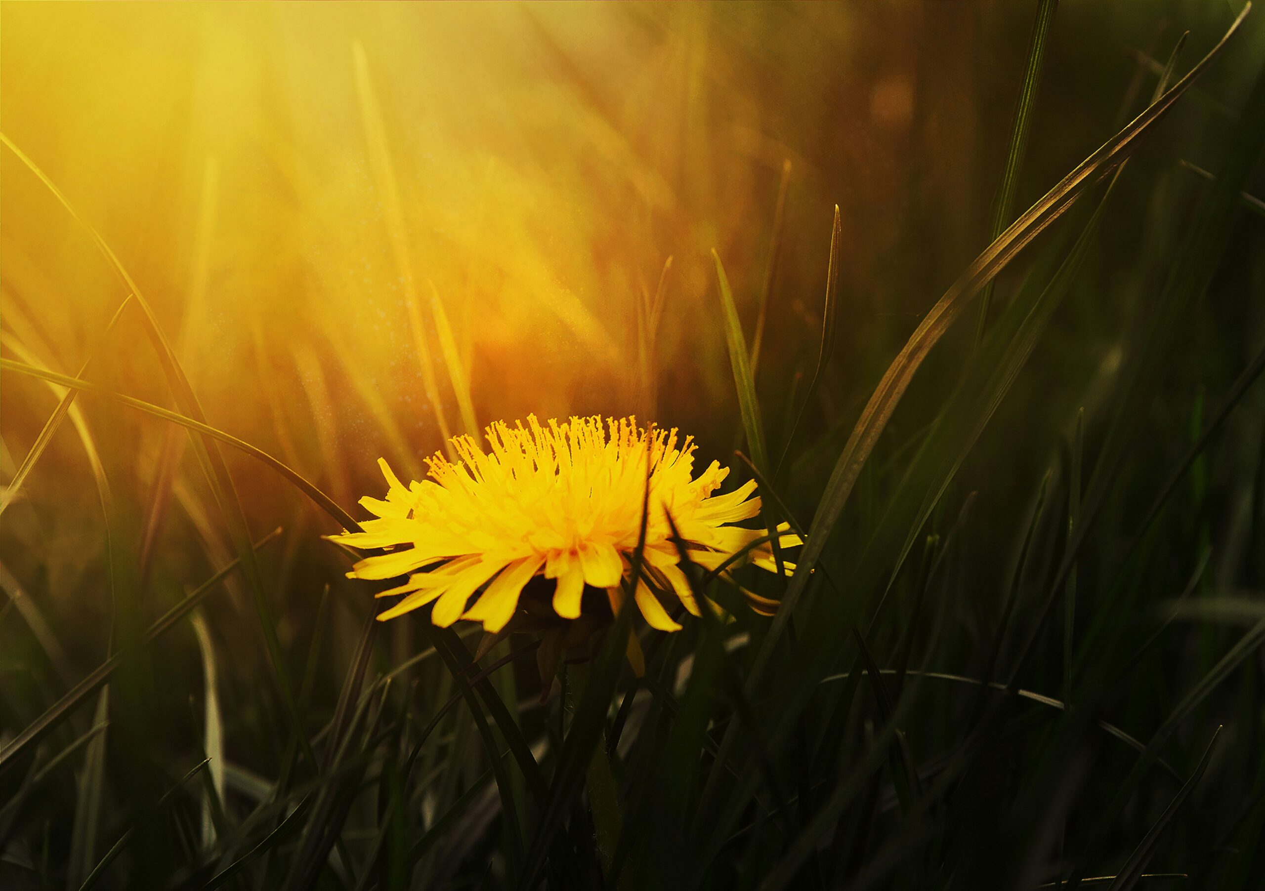 EN: A yellow dandelion glowing in warm sunlight among tall grass. KR: 따뜻한 햇살 아래 풀 사이에서 빛나는 노란 민들레.