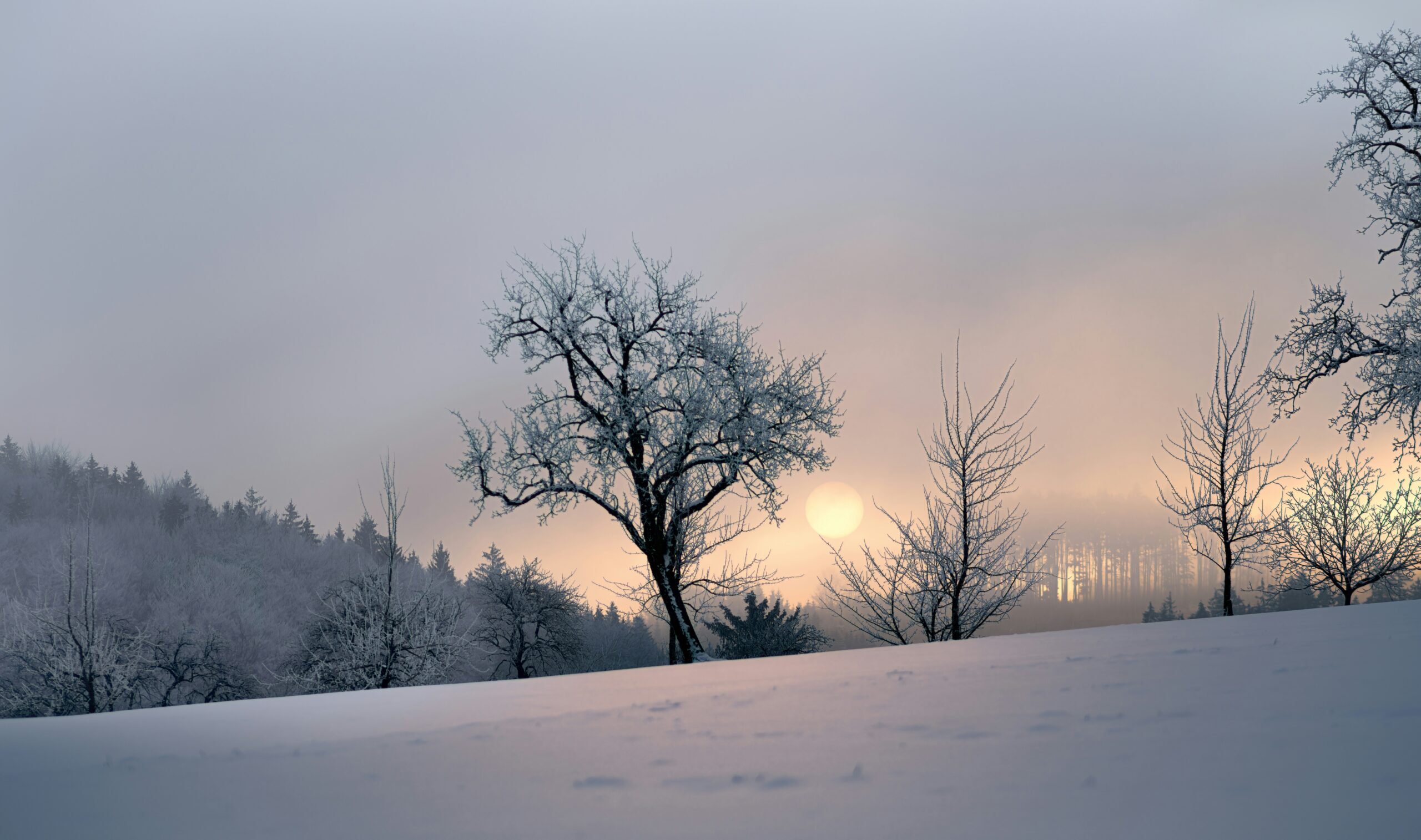 EN Soft winter morning with a pale sun rising over a snow-covered field and bare trees KR 눈 덮인 들판 위로 옅은 해가 떠오르는 고요한 겨울 아침 풍경